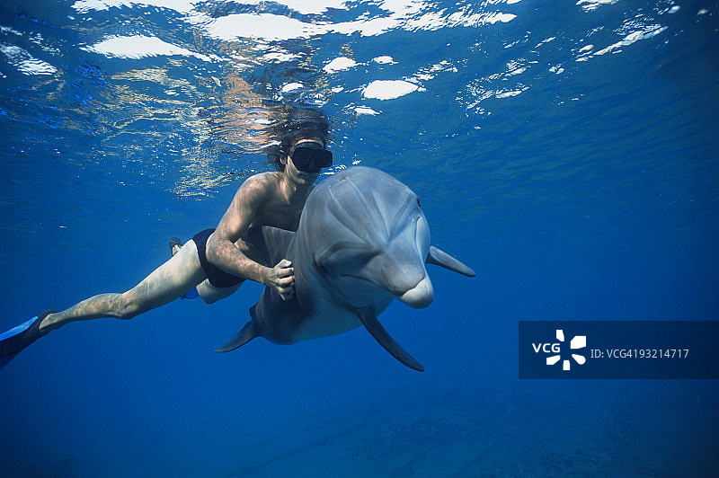 驯兽员与海豚同游图片素材