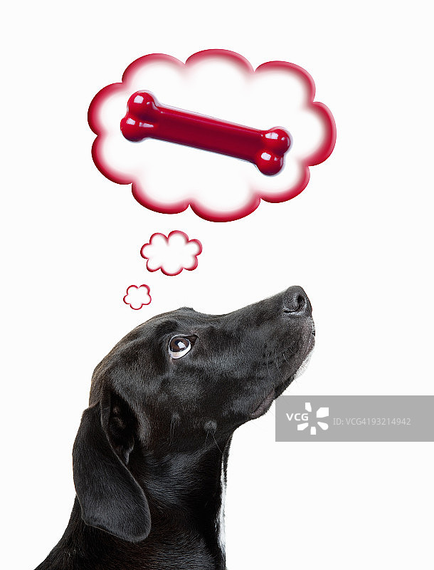 拿着红色狗骨头的黑色拉布拉多混血犬图片素材