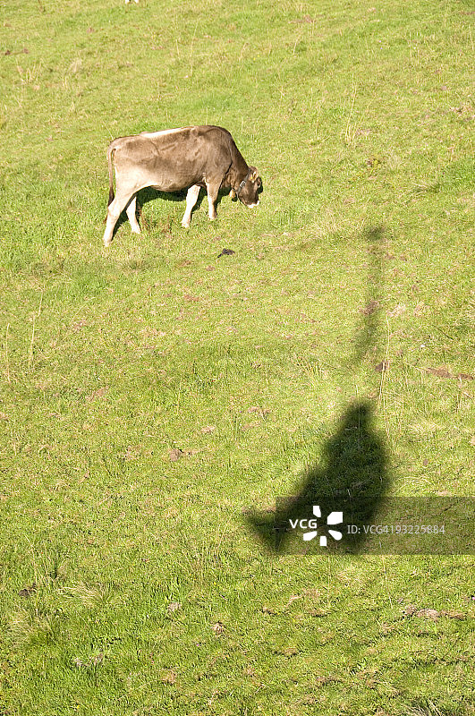 德国巴伐利亚阿尔高：滑雪缆车上的男子剪影，背景是牛群图片素材