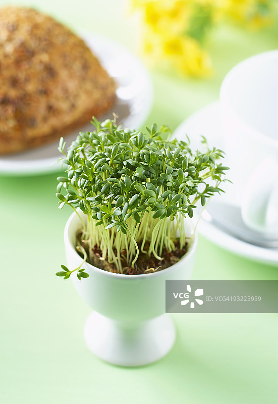 豆瓣菜芽，背景是咖啡杯和餐盘上的面包卷图片素材