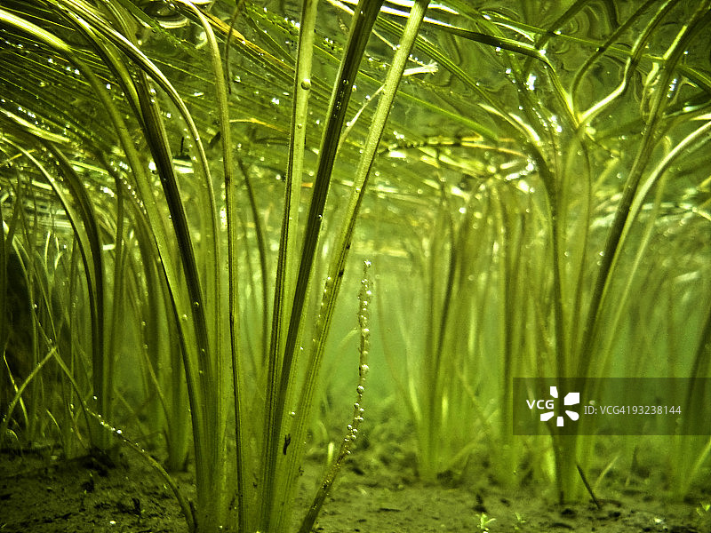 阿尔卑斯湖泊脆弱森林图片素材