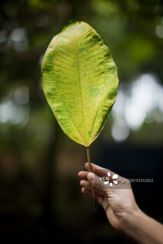 热带雨林中的一片大树叶图片素材