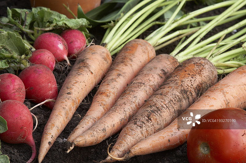 胡萝卜和萝卜图片素材