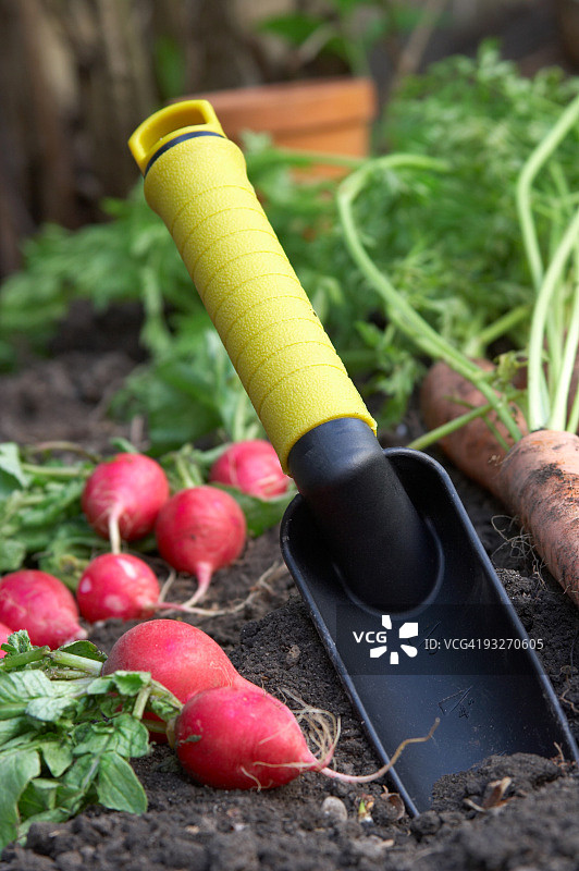 园艺铲与自家种植的胡萝卜和萝卜图片素材