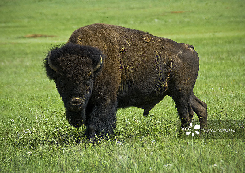 水牛，威奇托山脉图片素材