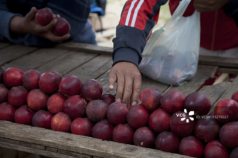 大李子图片素材