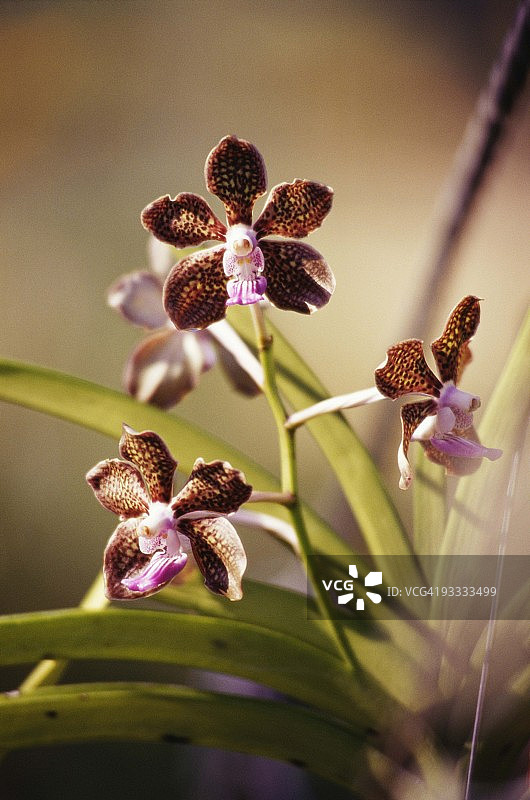 特写的花图片素材