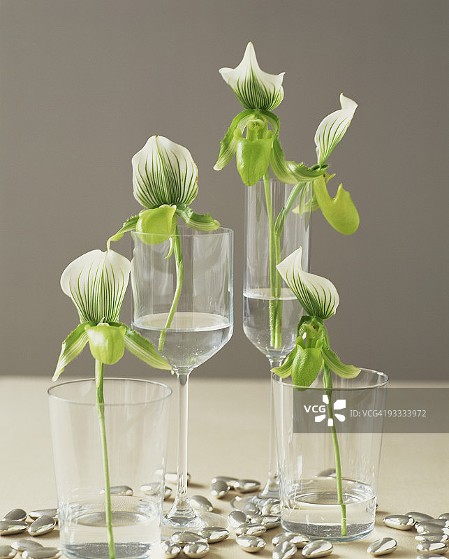 玻璃杯中的兰花图片素材