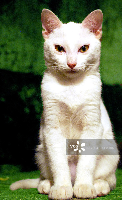 星空猫图片素材
