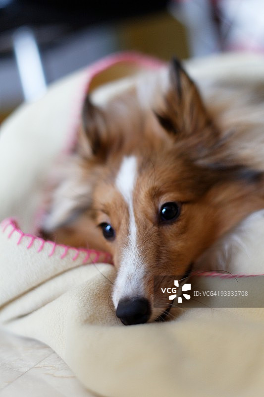 正在睡觉的设得兰群岛牧羊犬图片素材