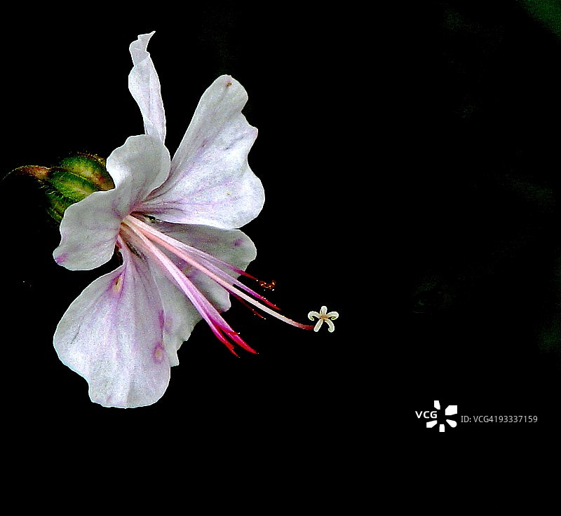 花中花图片素材