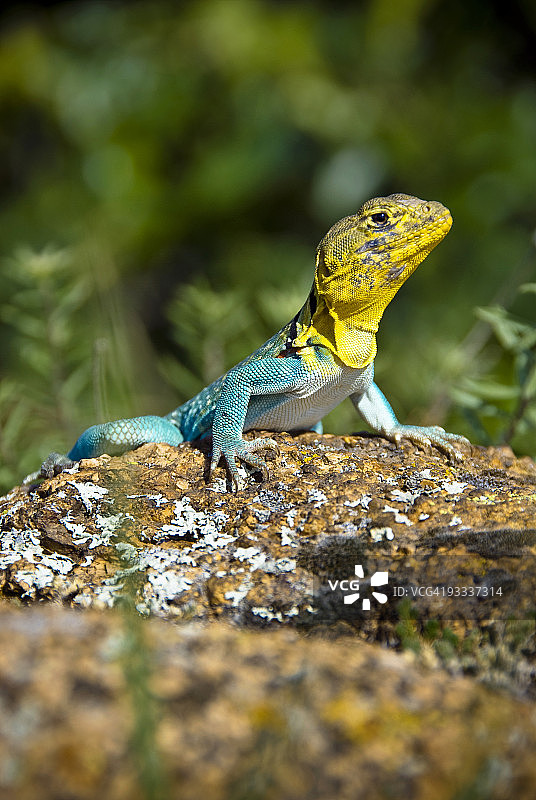 雄性项圈蜥蜴图片素材