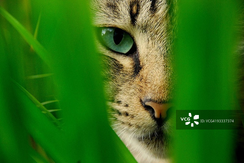 小猫在丛林里玩耍图片素材