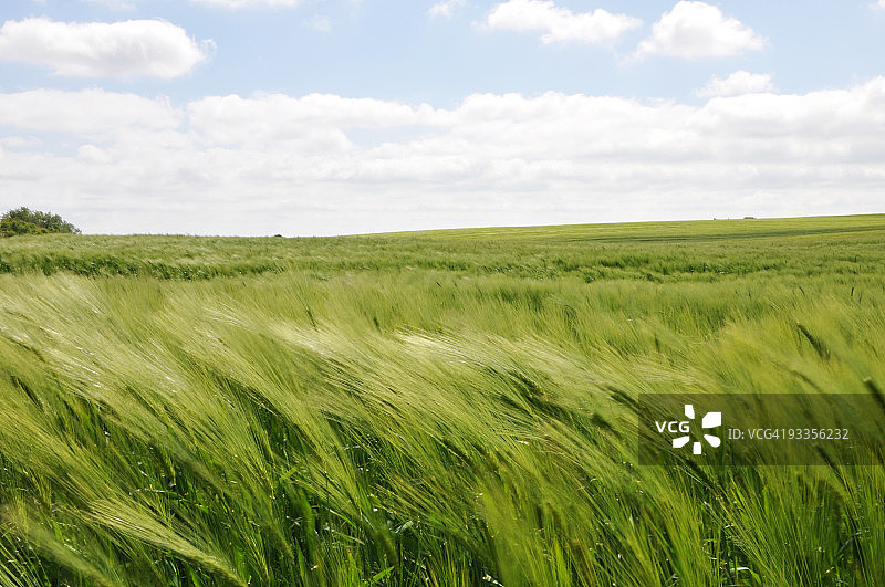 风中的麦田图片素材