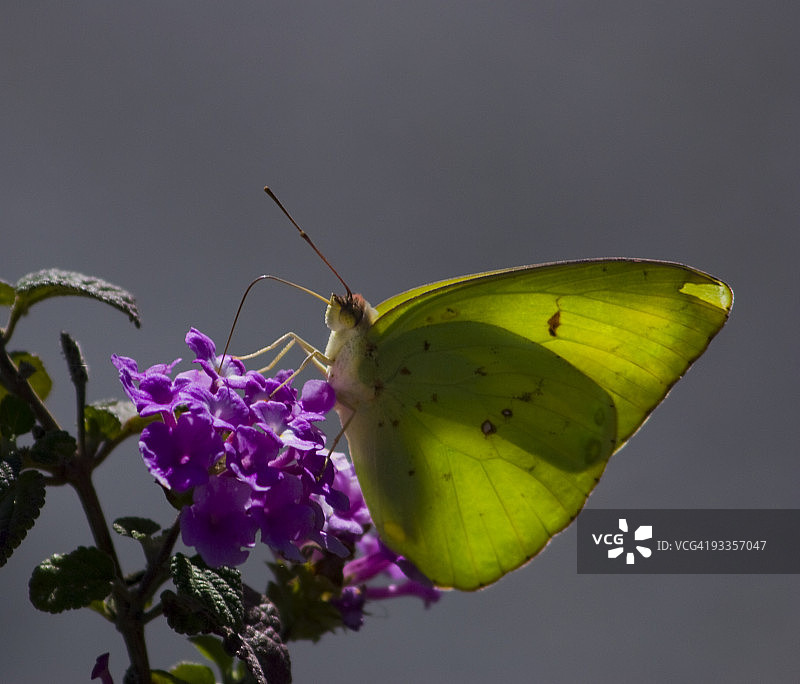 硫磺凤蝶图片素材