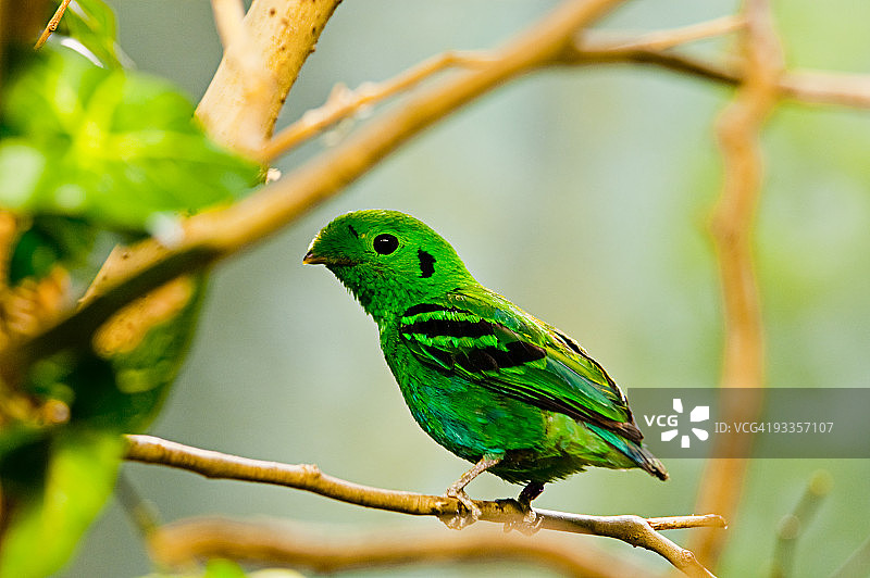 绿阔嘴鸟图片素材