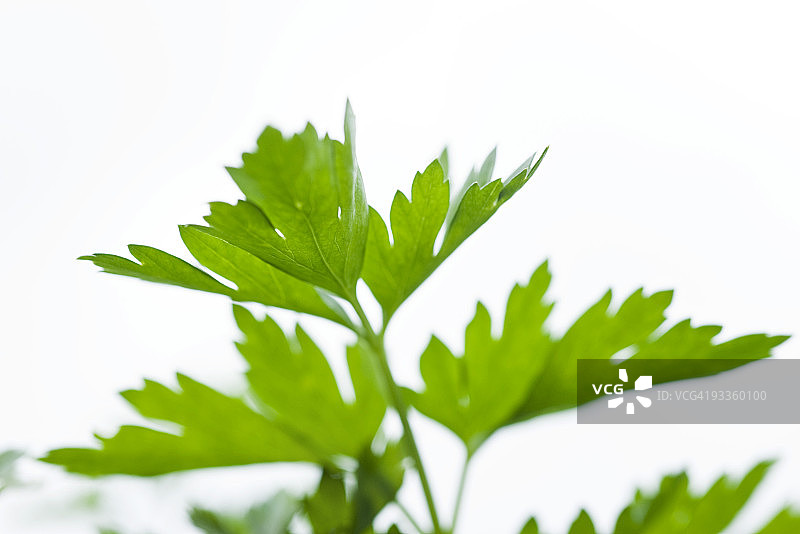 菜园里生长的欧芹特写图片素材