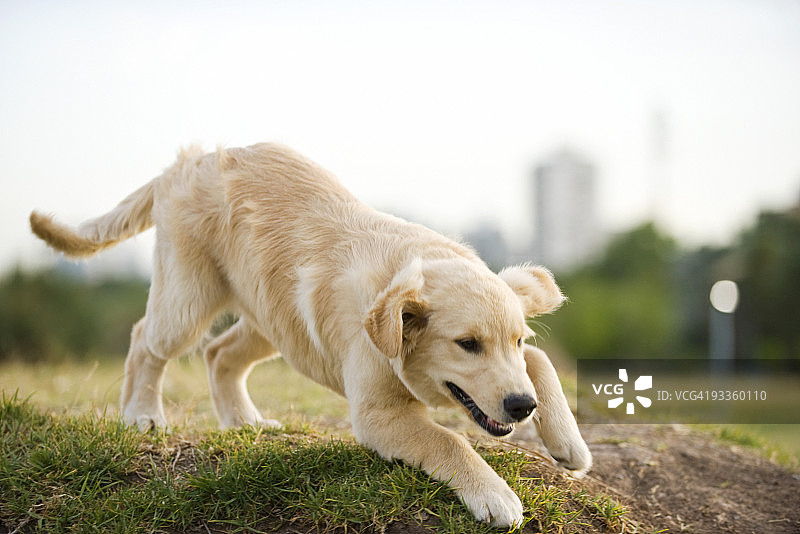 在公园里玩耍的金毛幼犬图片素材