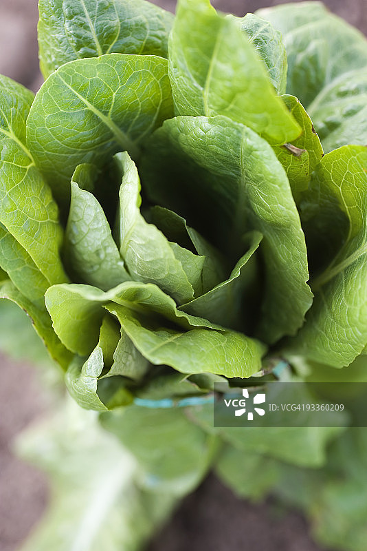 菜园中生长的罗马生菜图片素材