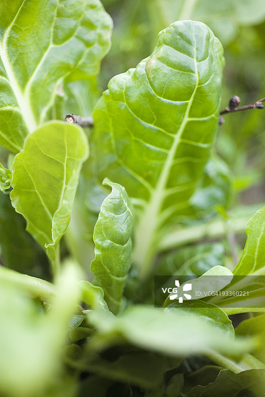 菜园中生长的瑞士甜菜图片素材