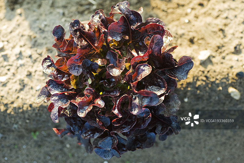 花园中生长的红橡树叶生菜图片素材