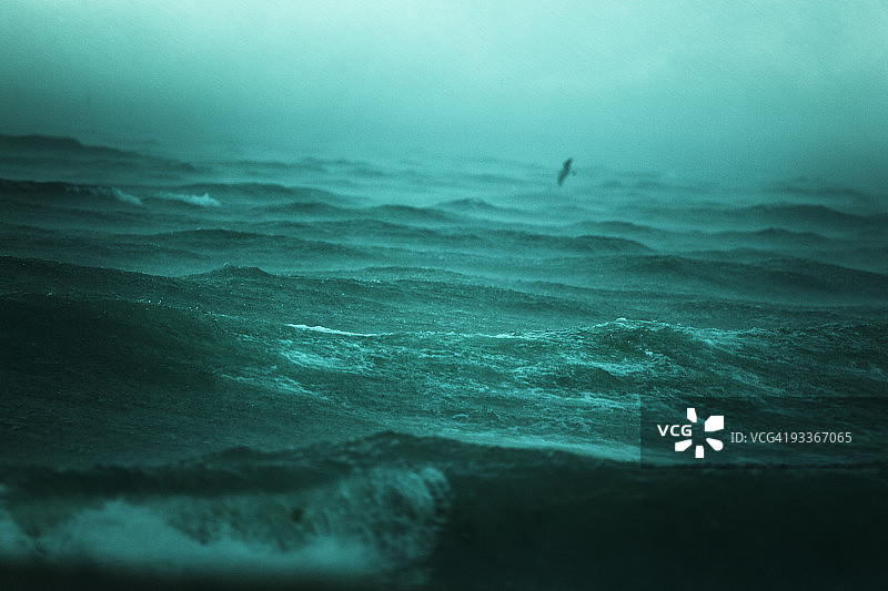 暴风雨中的海鸥，黑海图片素材
