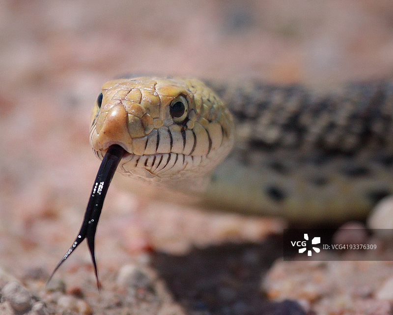 公牛蛇图片素材