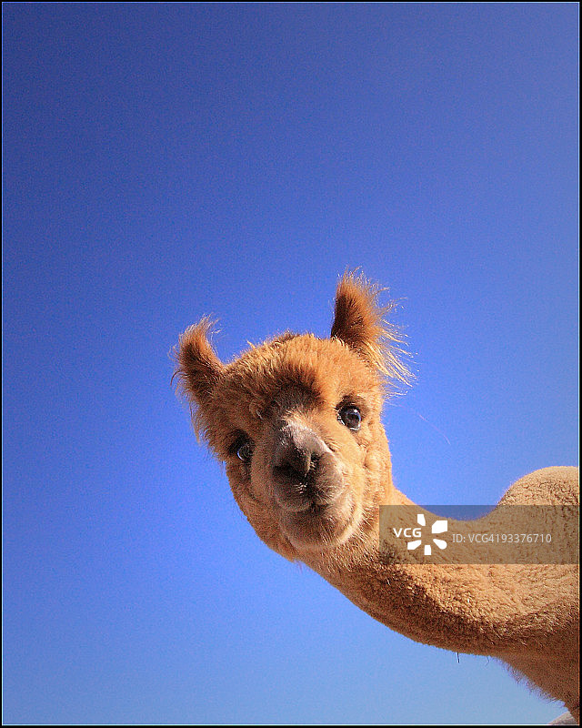 好奇心图片素材