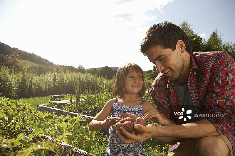 父亲和女儿在花园里挖土豆图片素材