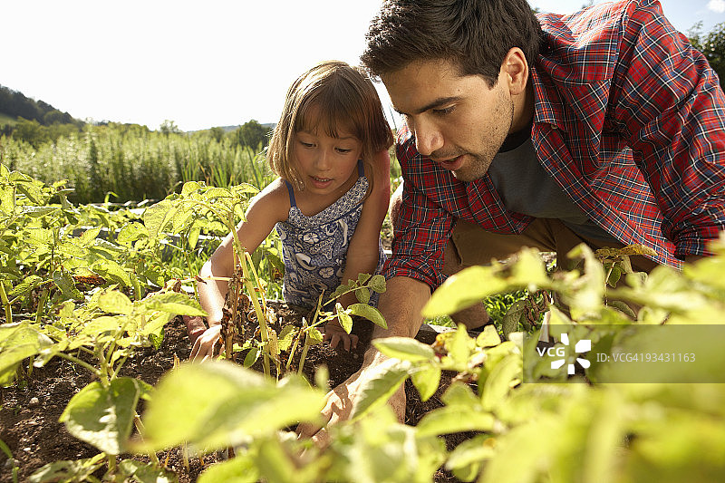 在菜园里的父女图片素材
