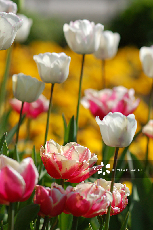 白色和粉色郁金香图片素材