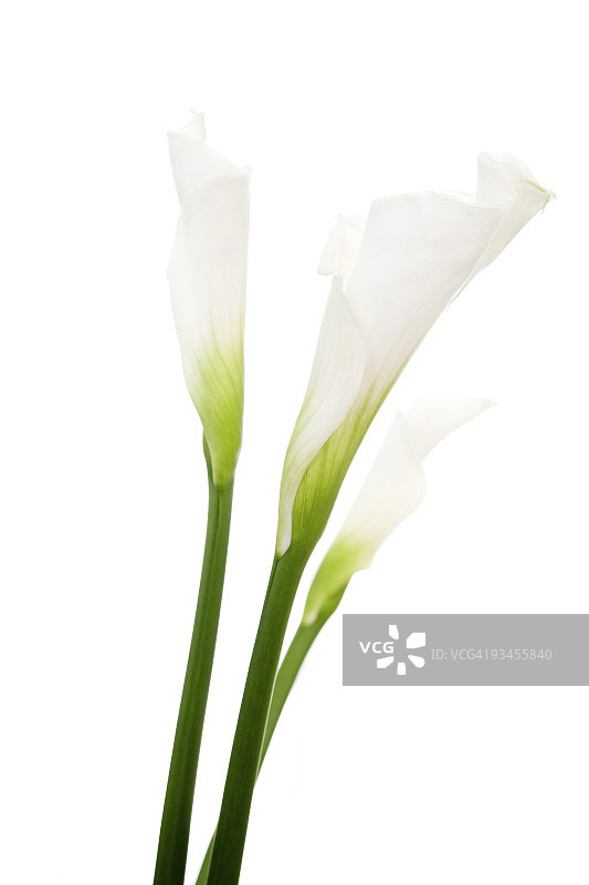 马蹄莲特写镜头图片素材