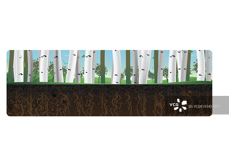 白桦树及地下树根图片素材
