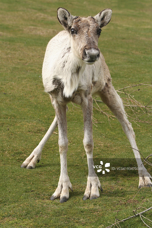 笨拙的驯鹿宝宝图片素材