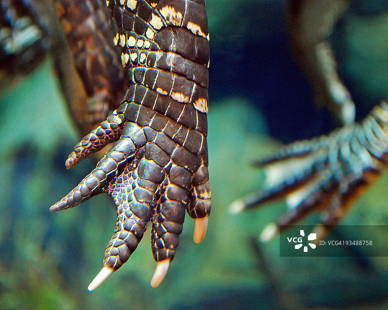 美国鳄鱼图片素材