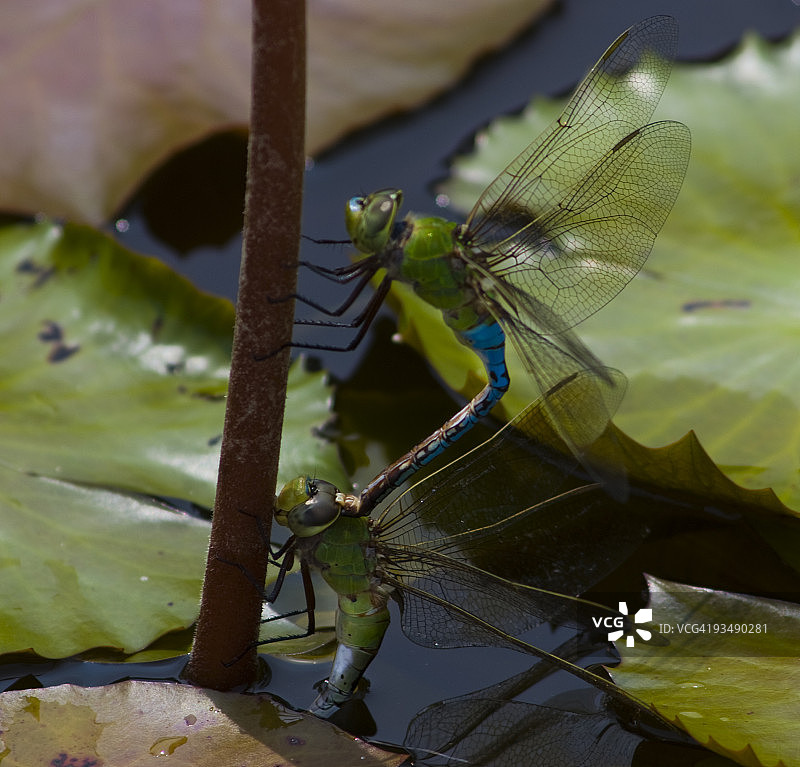 绿 darner 蜻蜓图片素材