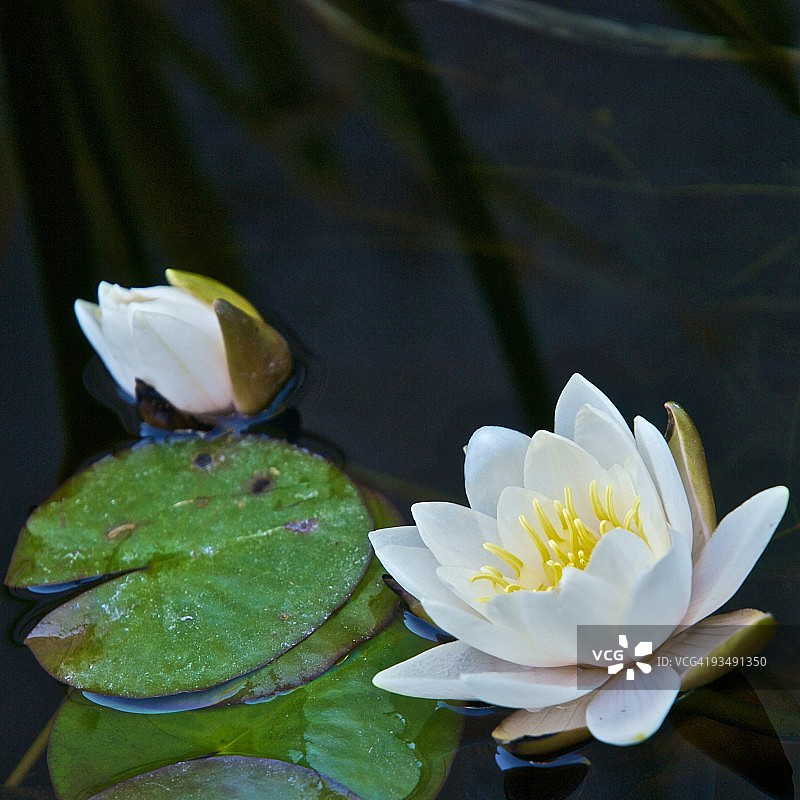 睡莲图片素材