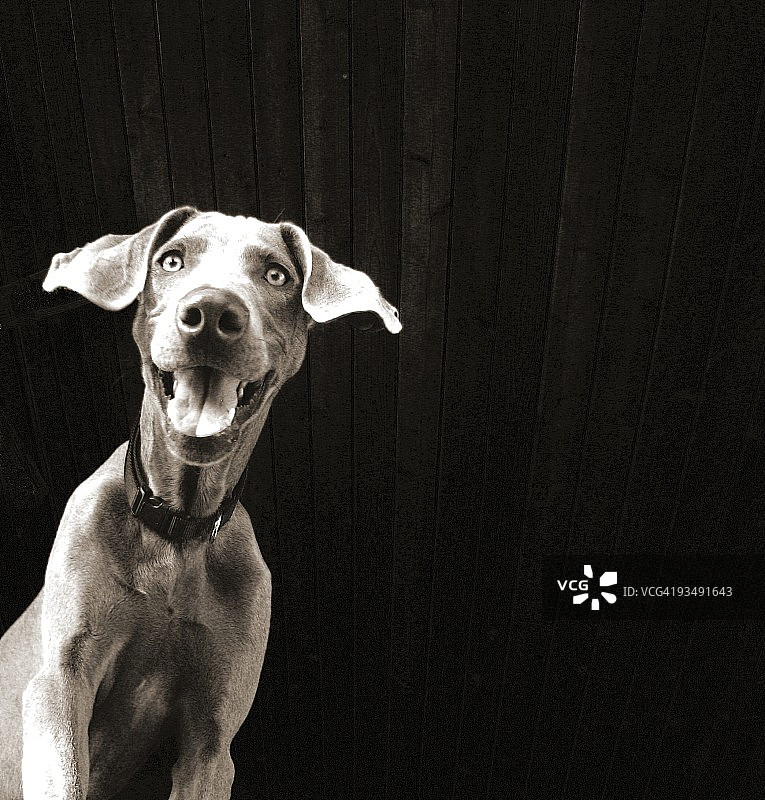 快乐的魏玛犬图片素材