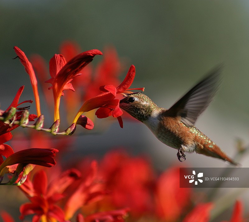 花上的蜂鸟图片素材