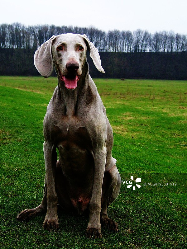 坐着的魏玛犬图片素材