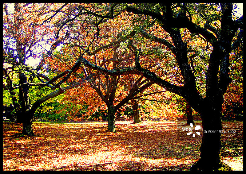 秋叶与光秃的树木图片素材