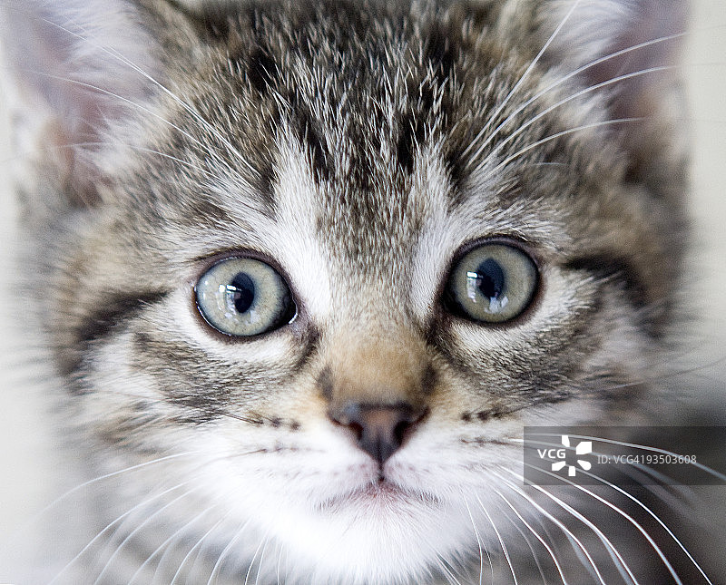 好奇的小猫图片素材