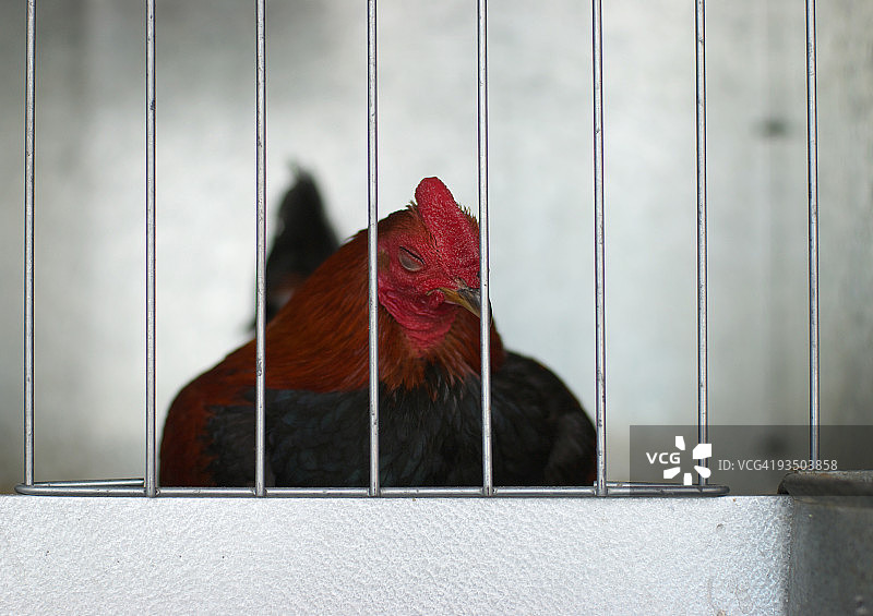 笼中鸡图片素材