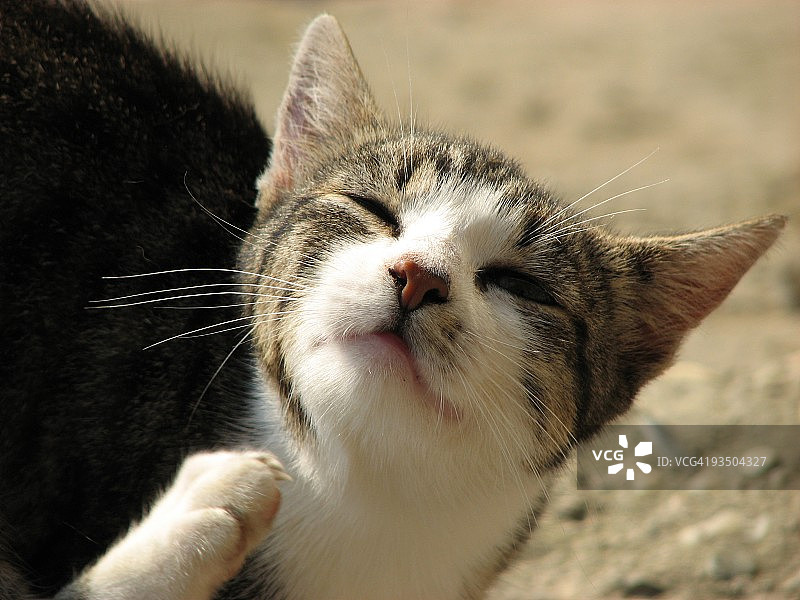 晨光中的猫图片素材