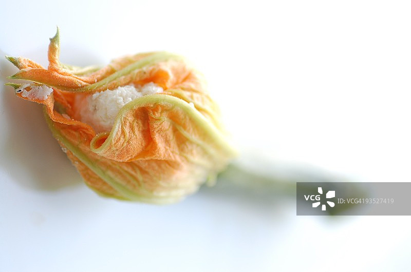 西葫芦花图片素材