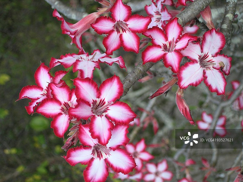 卡鲁国家植物园图片素材