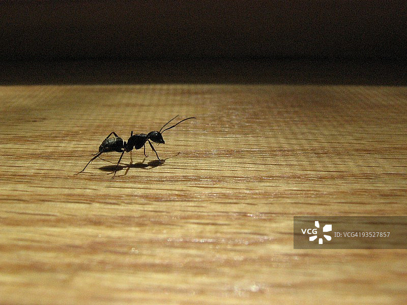 蚂蚁图片素材