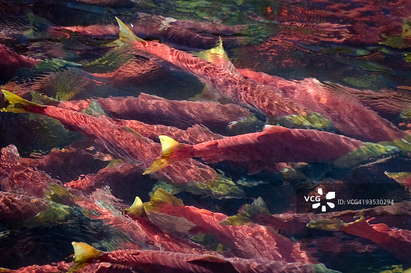 聚集在深水池中的红色溯游红眼鲑鱼图片素材