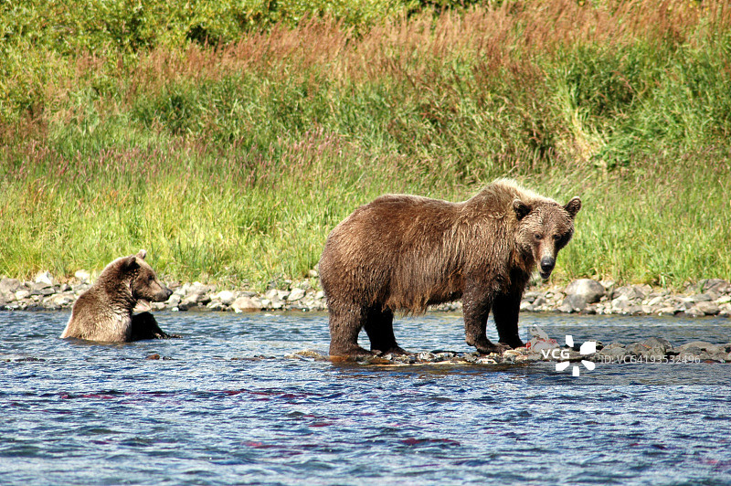 灰熊幼崽河中站立图片素材