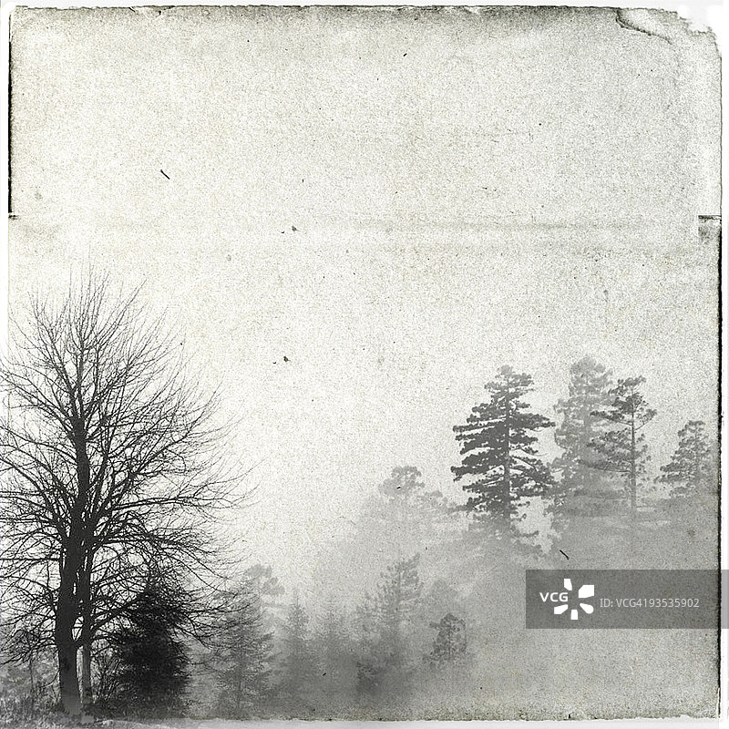 黑白冬季森林图片素材